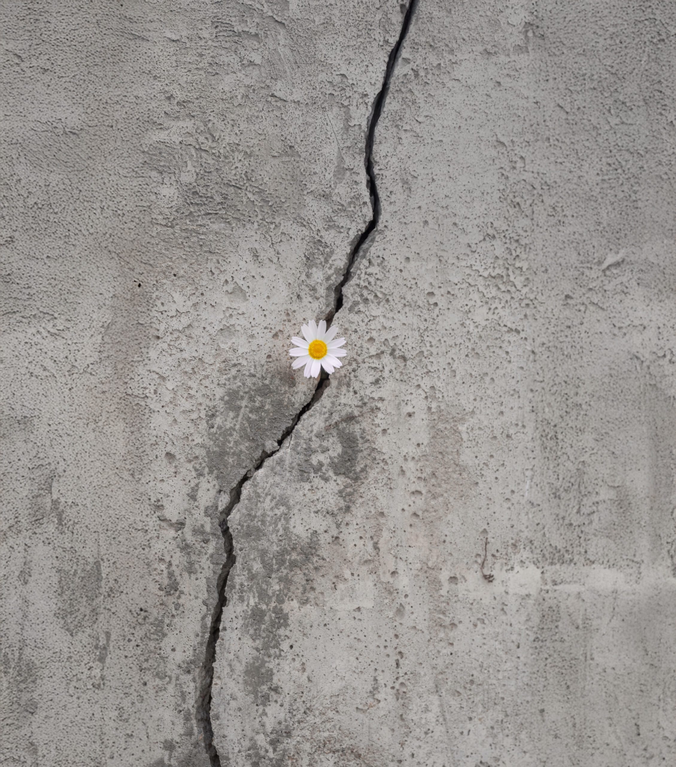 Daisy grows and emerges through a crack in the concrete