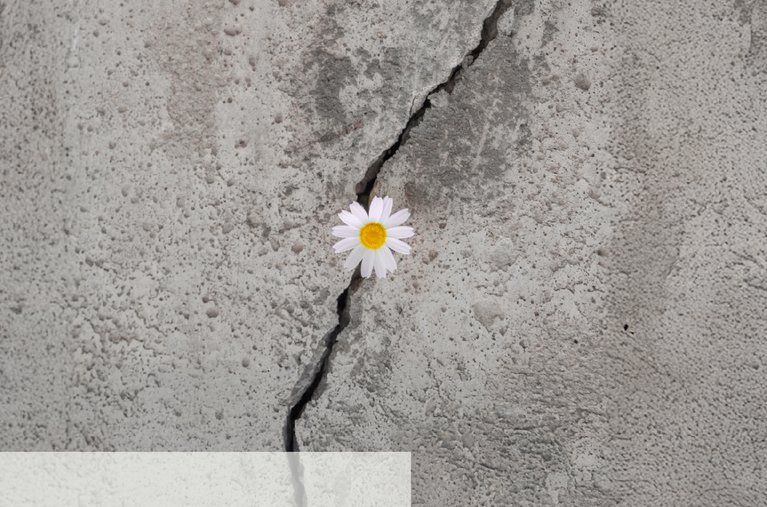 A single daisy growing out of a concrete crack - resilience concept